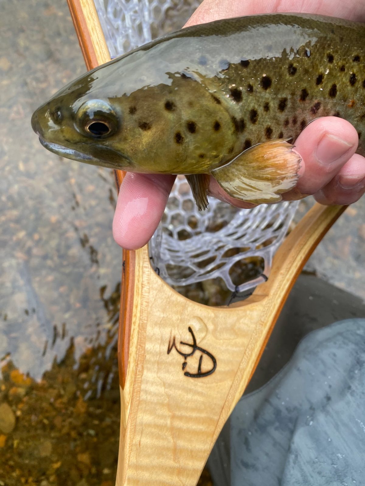 A brown trout in a Wallace & Doyle bent-lamination landing net, the W&D mark burned into the maple handle